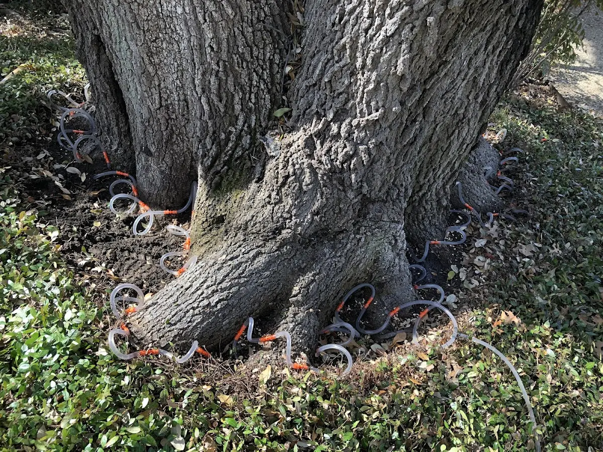 Detailed Tree Cabling and Bracing job site in Nemacolin
