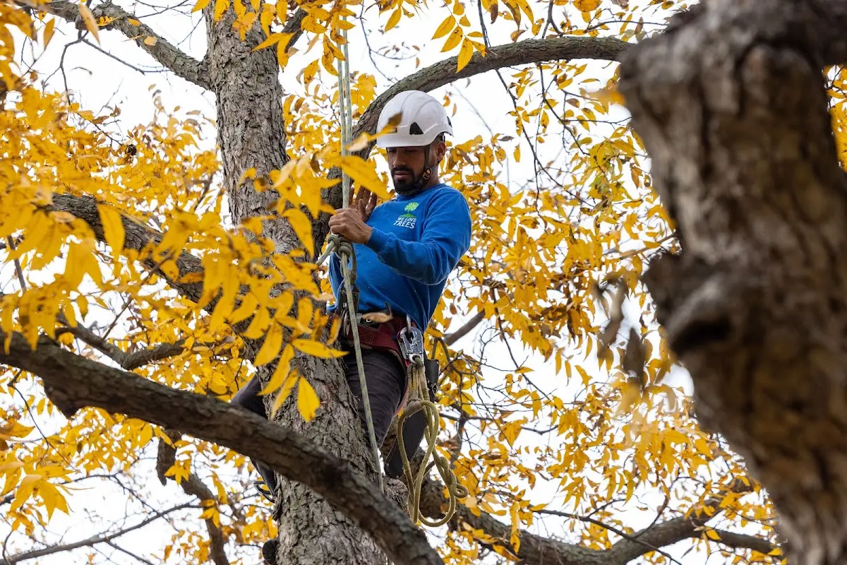 Skilled Tree Planting crew working in Nemacolin